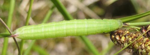 Hemaris tityus